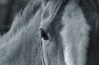 LTTL_Animals_Horses_09