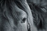 LTTL_Animals_Horses_10