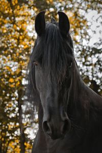 LTTL_Animals_Horses_57